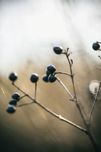 Close-up of berries growing on plant