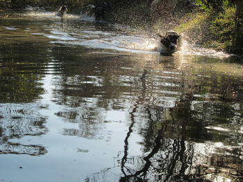 Reflection of trees in water