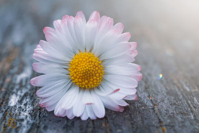 Close-up of pink flower