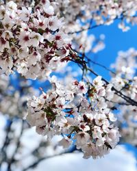 Low angle view of cherry blossoms in spring