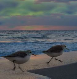 Bird on beach against sky during sunset