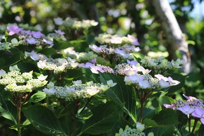 Close-up of purple flowering plants