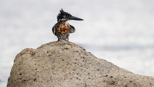 Close-up of king fisher perching on rock