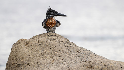 Close-up of bird perching on rock