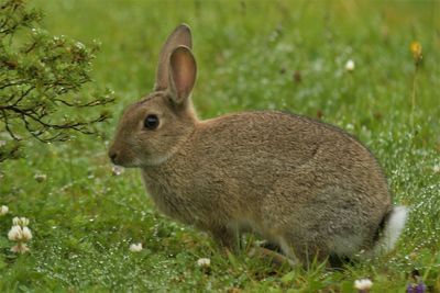 Close-up of sheep on field