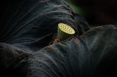 Close-up of dry leaves and plant pod