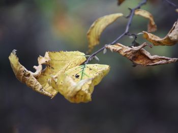 Close-up of dried leaves