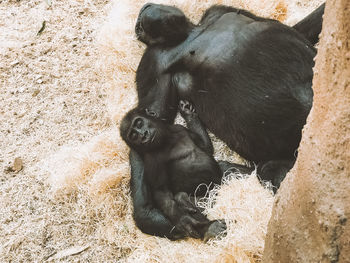 High angle view of gorillas sleeping on grass at zoo