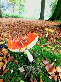 Autumn leaves on field