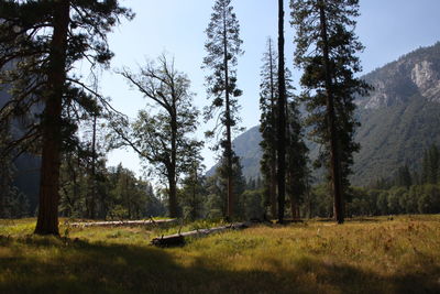 View of pine trees in forest