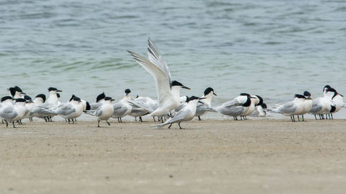 Flock of seagulls on beach