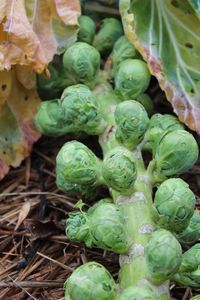 High angle view of vegetables on field