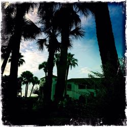 Trees and building against sky