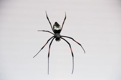 Close-up of spider