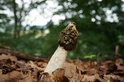 Close-up of mushroom growing on field