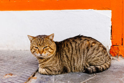 Portrait of a cat sitting against wall