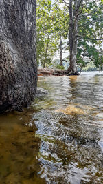 Scenic view of river amidst trees in forest