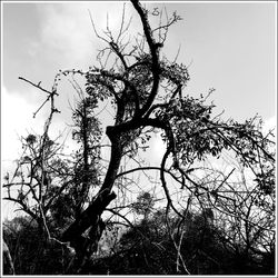 Low angle view of bare trees against sky