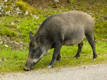 Side view of a boar walking on field