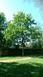 Trees on grassy field