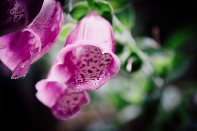 Close-up of pink flowers