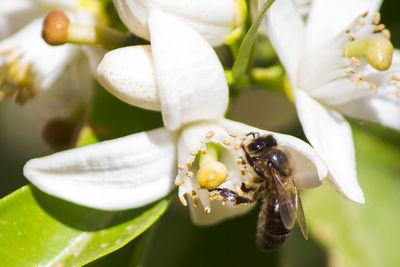 Close-up of bee on flower