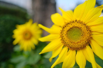 Close-up of yellow sunflower