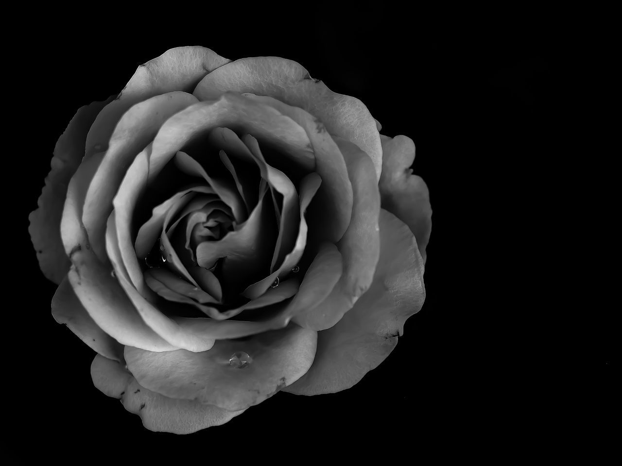 flower, petal, freshness, flower head, fragility, rose - flower, beauty in nature, close-up, single flower, rose, growth, studio shot, nature, single rose, blooming, black background, in bloom, drop, blossom, plant