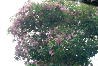 Low angle view of flowering plant against trees