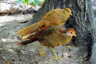 Close-up of a bird