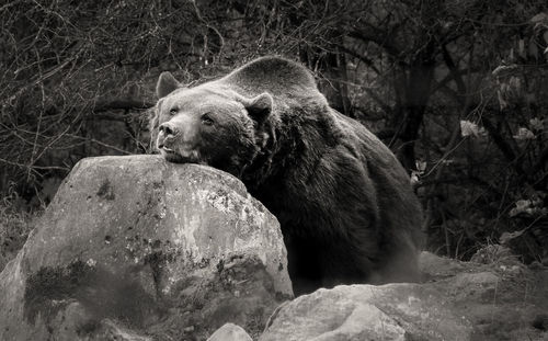 View of an animal on rock