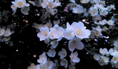 flowering plant