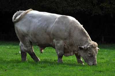 Horse grazing in a field