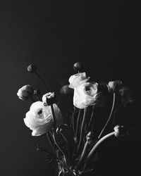 Close-up of rose against black background