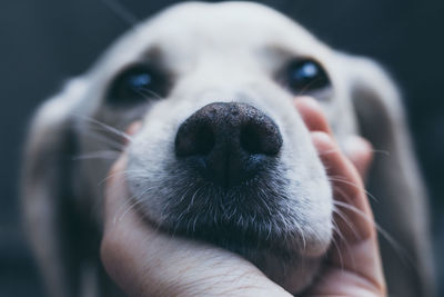 Cropped hand holding dog