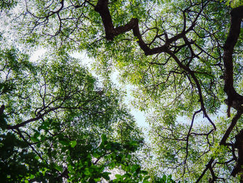 Low angle view of trees against sky