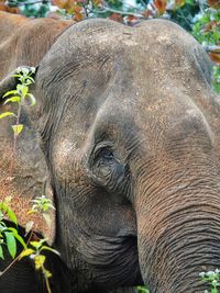 Close-up portrait of elephant