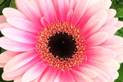 Close-up of pink flower blooming outdoors