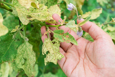 Close-up of hand holding plant