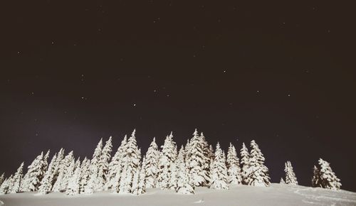 Snow covered trees at night