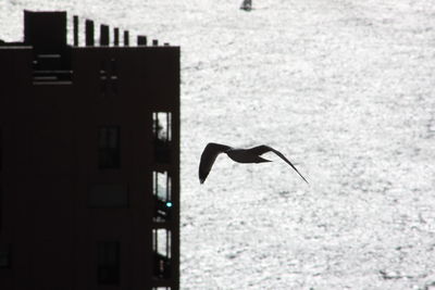 Seagull flying by building against sea