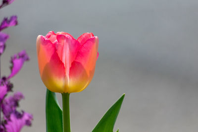 Close-up of pink tulip blooming outdoors