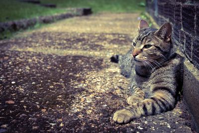 Cat lying on field