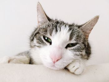 Close-up portrait of cat