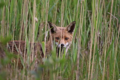 Portrait of fox in a field