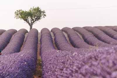 Scenic view of purple flowering plants on field against clear sky