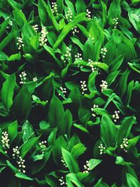 Full frame shot of green leaves