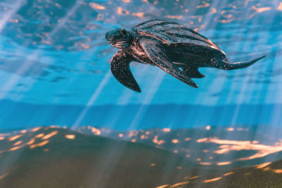 Close-up of fish swimming in sea