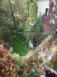 Plants growing by canal in forest