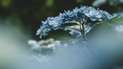 Close-up of white flowering plant